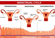 Stages of the Menstrual Cycle