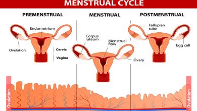 Stages of the Menstrual Cycle