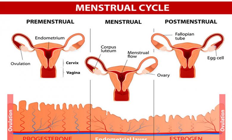 Stages of the Menstrual Cycle