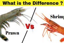 Prawn and Shrimp