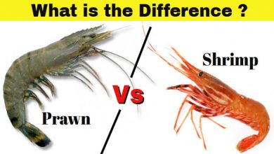 Prawn and Shrimp
